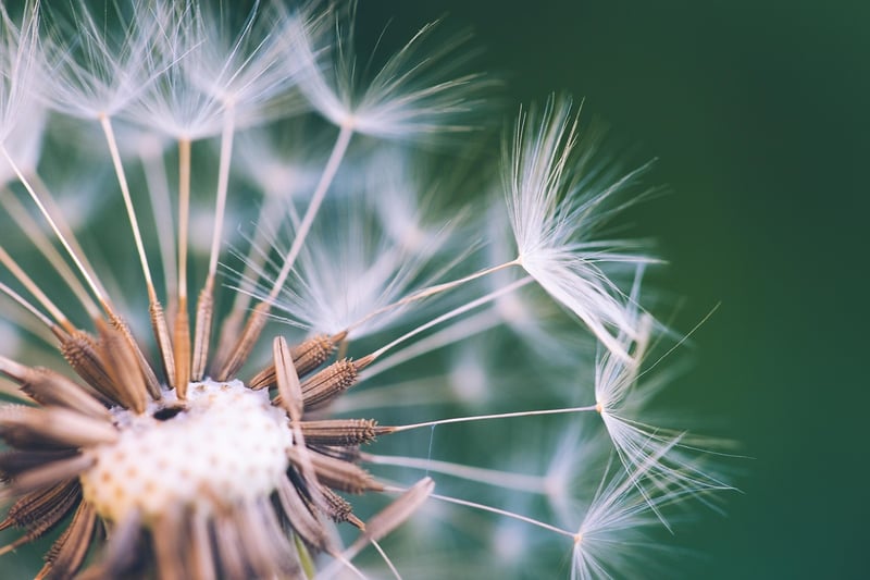 Dreamy Botanicals