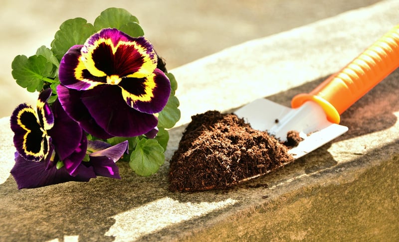 Enchanted Plant Potting