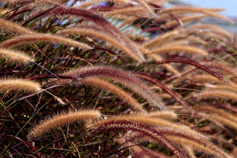 Unicorn-friendly Plants