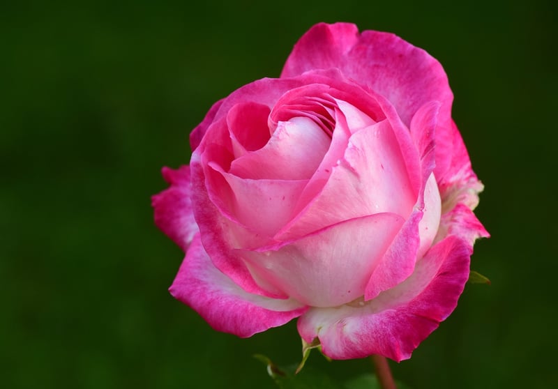 Dreamy Garden Rose