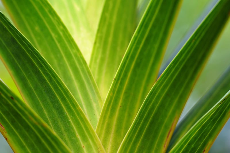 Green Leaves Foliage