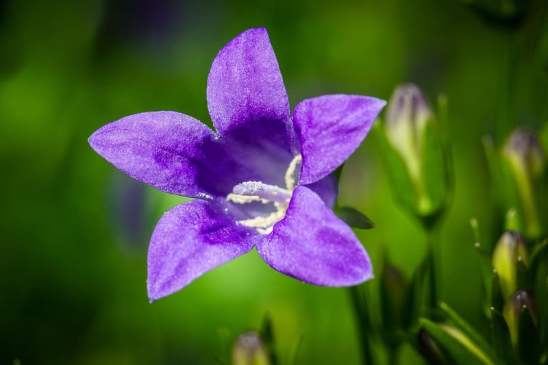 Greenhouse Flowers