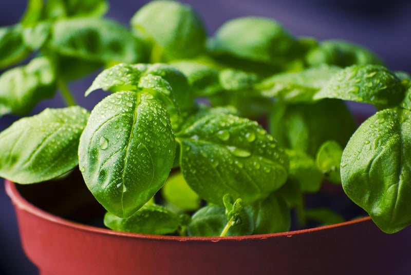 Enchanted Herb Garden