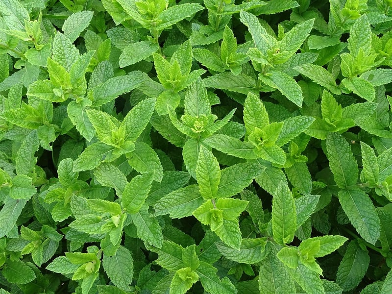 Magic Mint