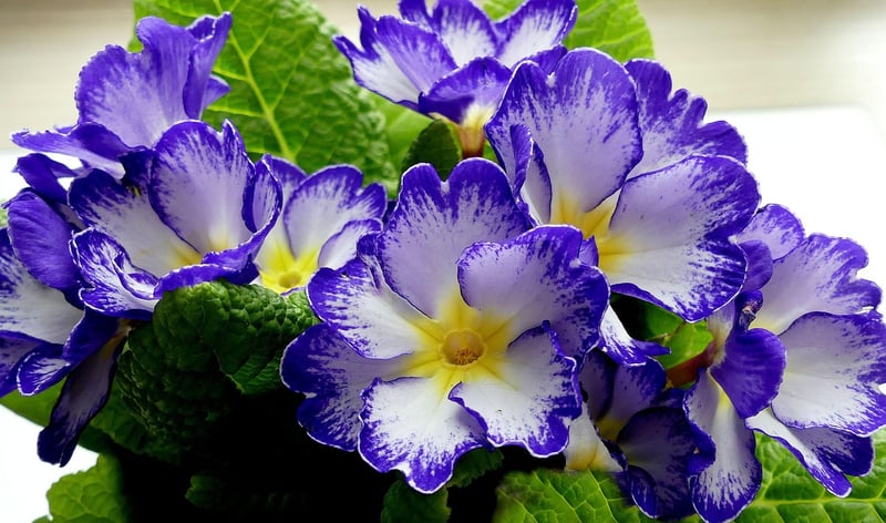 Fairy Primrose